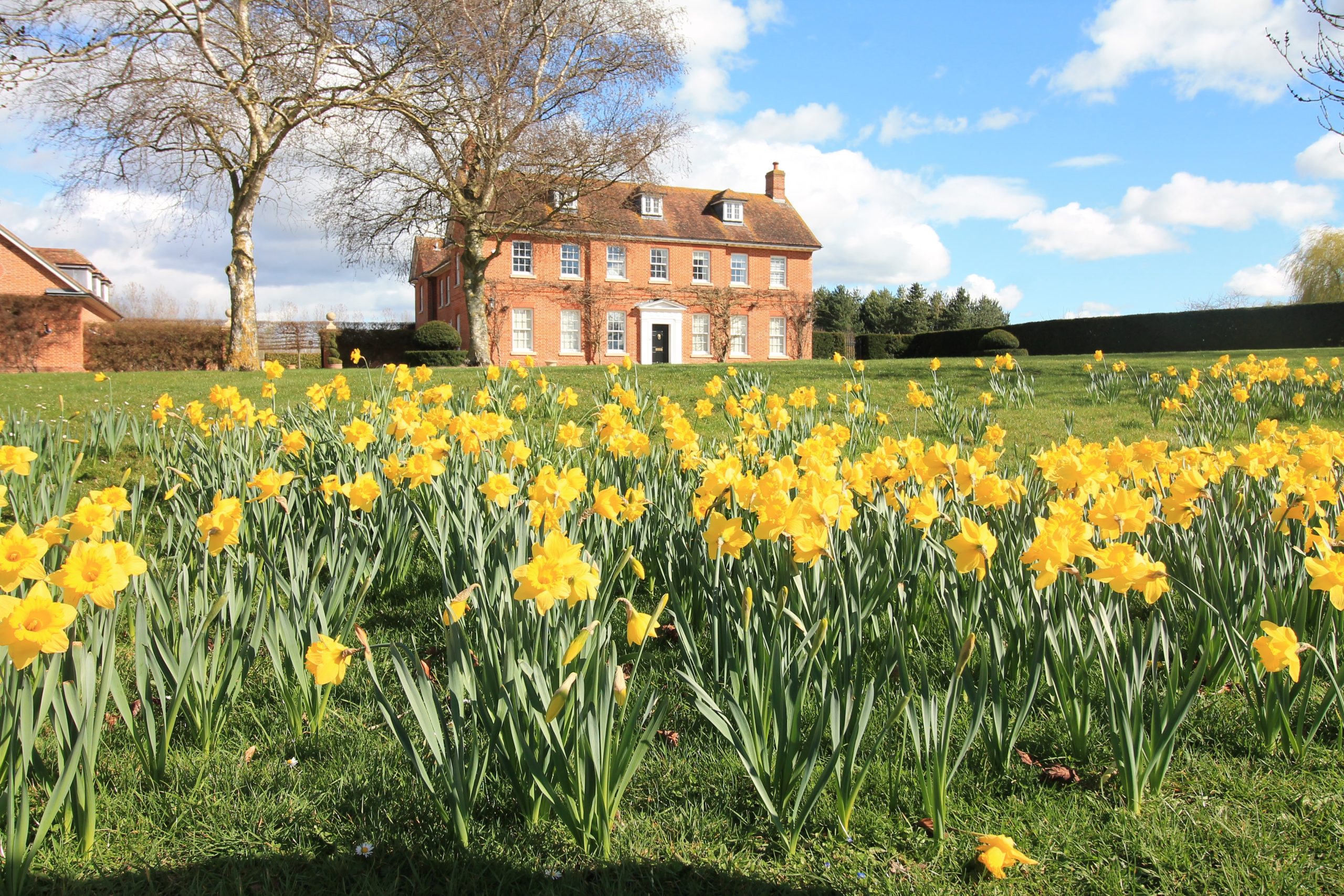 Country House surround by a field of daffodils